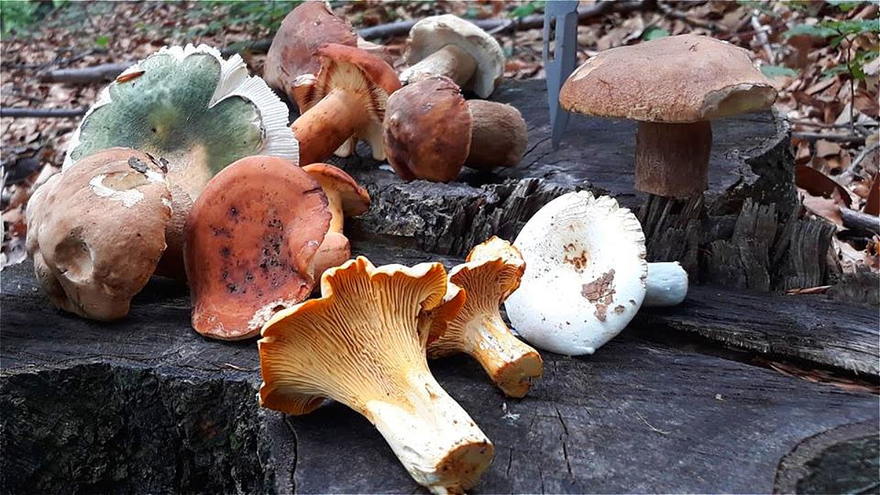 Berba Gljiva plus Priprema