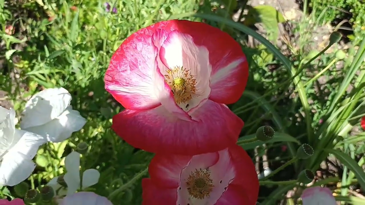 How to identify the true Shirley poppy