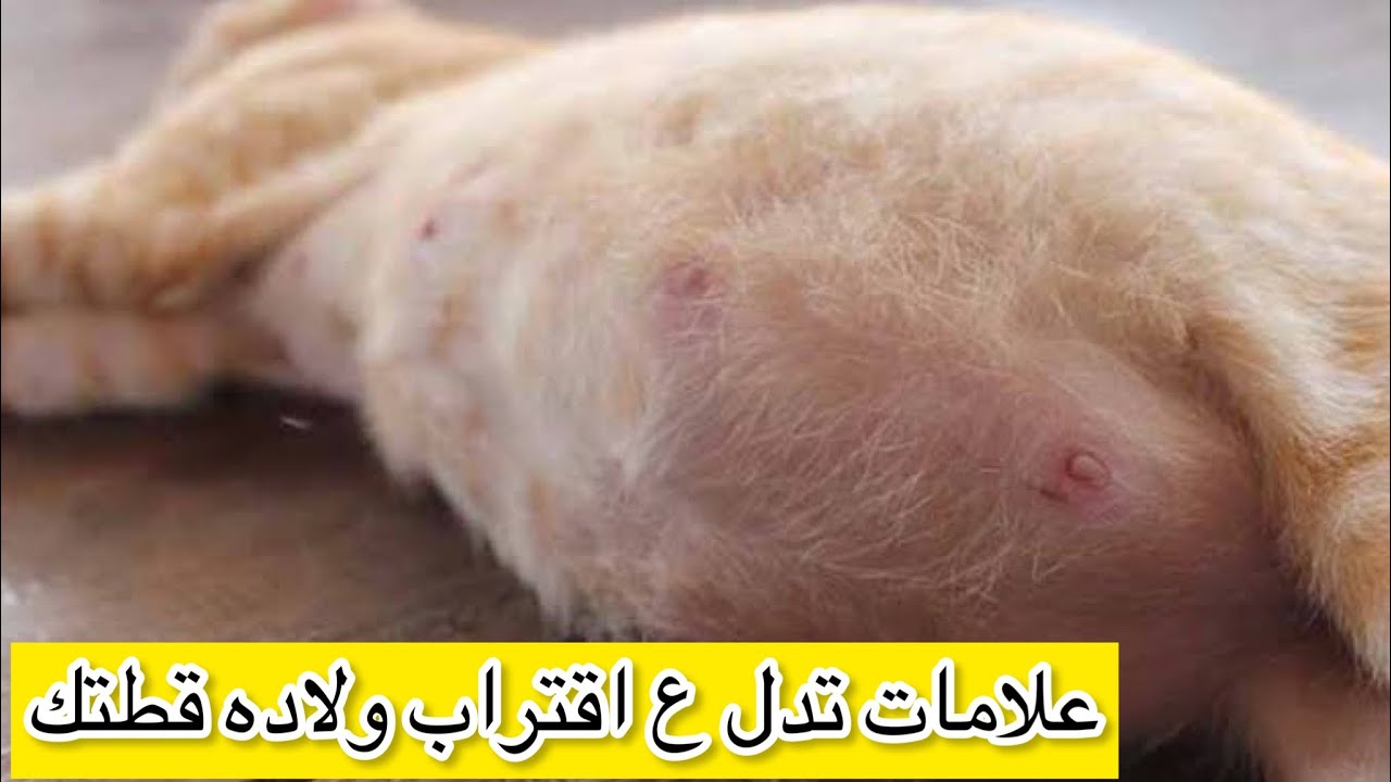 علامات اقتراب ولاده القطط وازاي نستعد لولادتها 🥹♥️