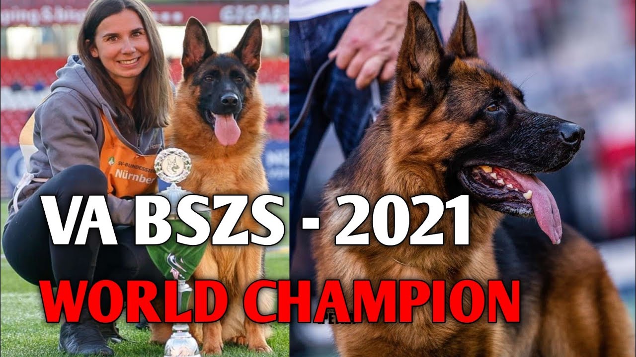 GERMAN SHEPHERD STOCK HAIR || VA BSZS 2021 || SIEGER SHOW 2021 || SIEGER 2021