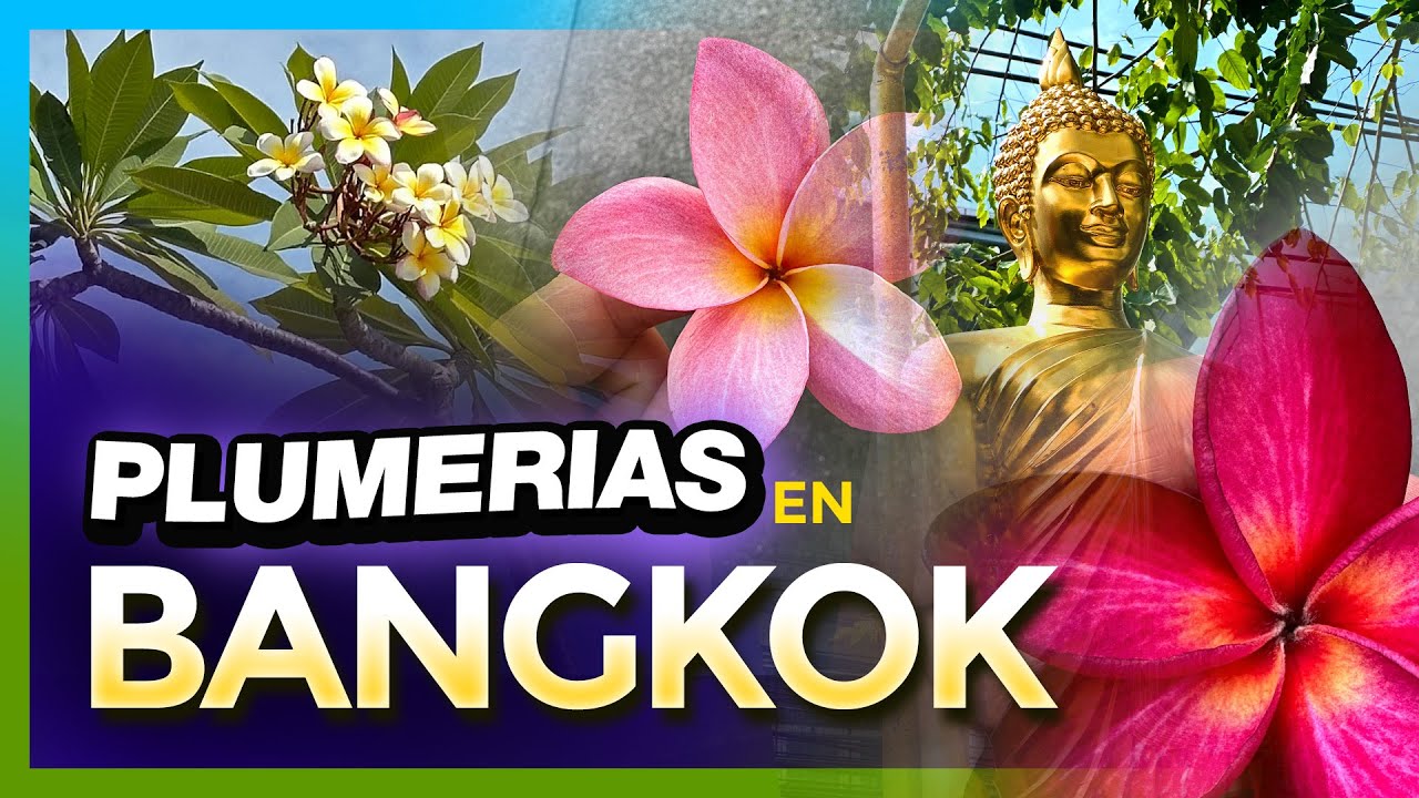 😲 TOUR por BANGKOK 🇹🇭  #plumeria #plumeriaflower