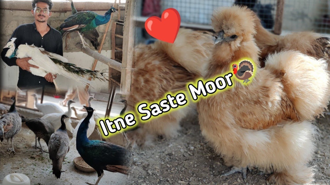 Mini Zoo || Peacock Pheasant Fancy Hens Pigeons & Chick's Farm in Karachi ||Vlog with osama