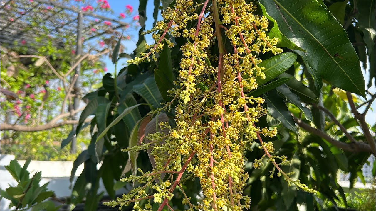 Hạ tán cây lớn khi trồng chậu, dưỡng lại cây cho ra trái nhiều hơn #gradening #làmvườn #garden  