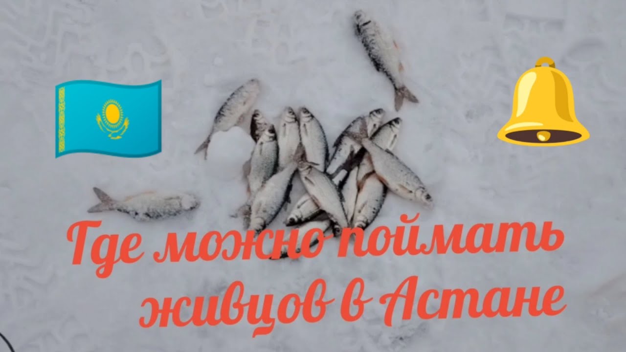 В поисках живца #рыбалка #астана #fishing_video