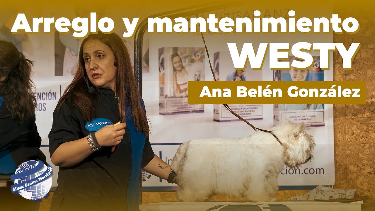 Cómo arreglar y mantener un Westy (West Highland Terrier) - Congreso Alianz Canine Worldwide
