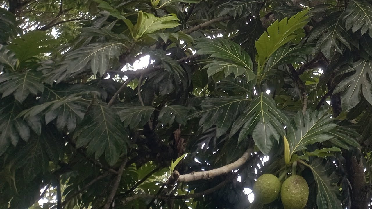 Visi Dan Misi Terpenting Para Nabi+Ketetapan Kauni Dan Syar'i- Fm 3