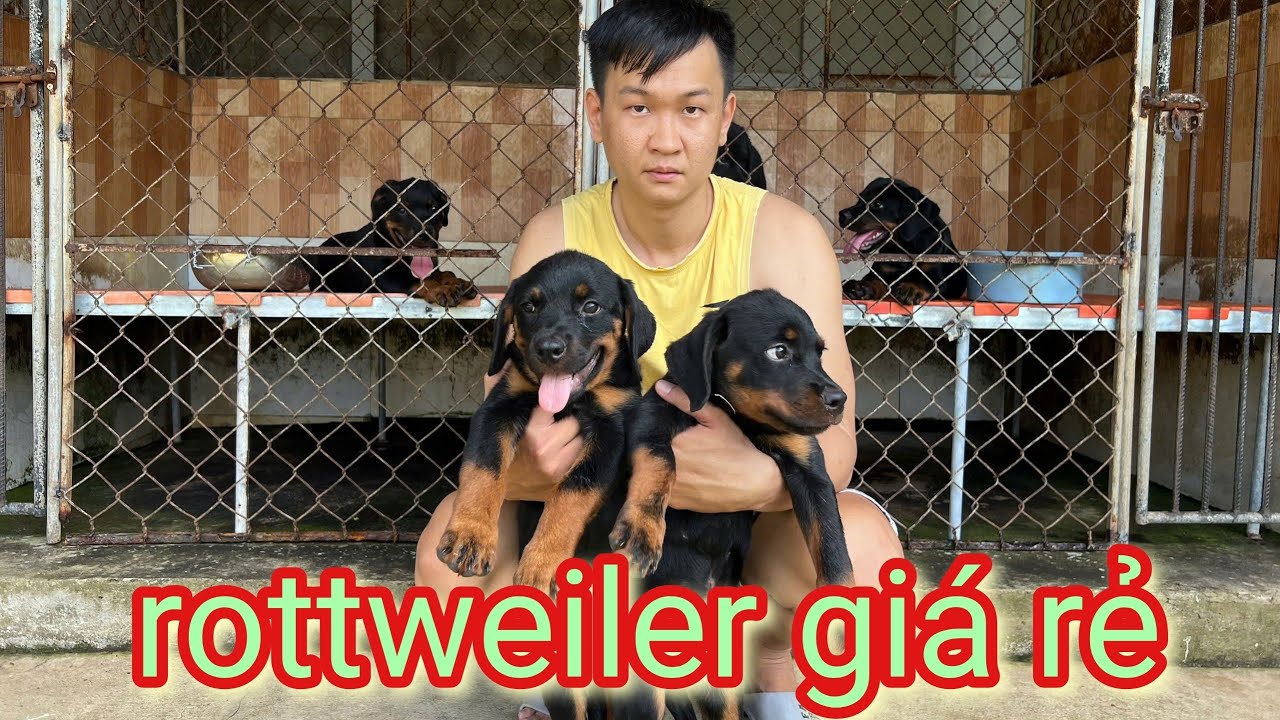 Chó rottweiler giá rẻ