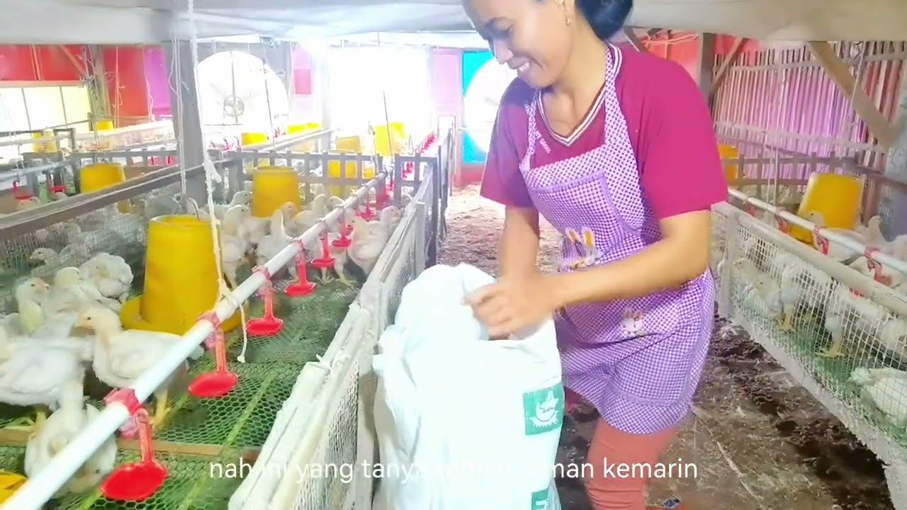 Kandang Rak Hasil Ayam Memuaskan