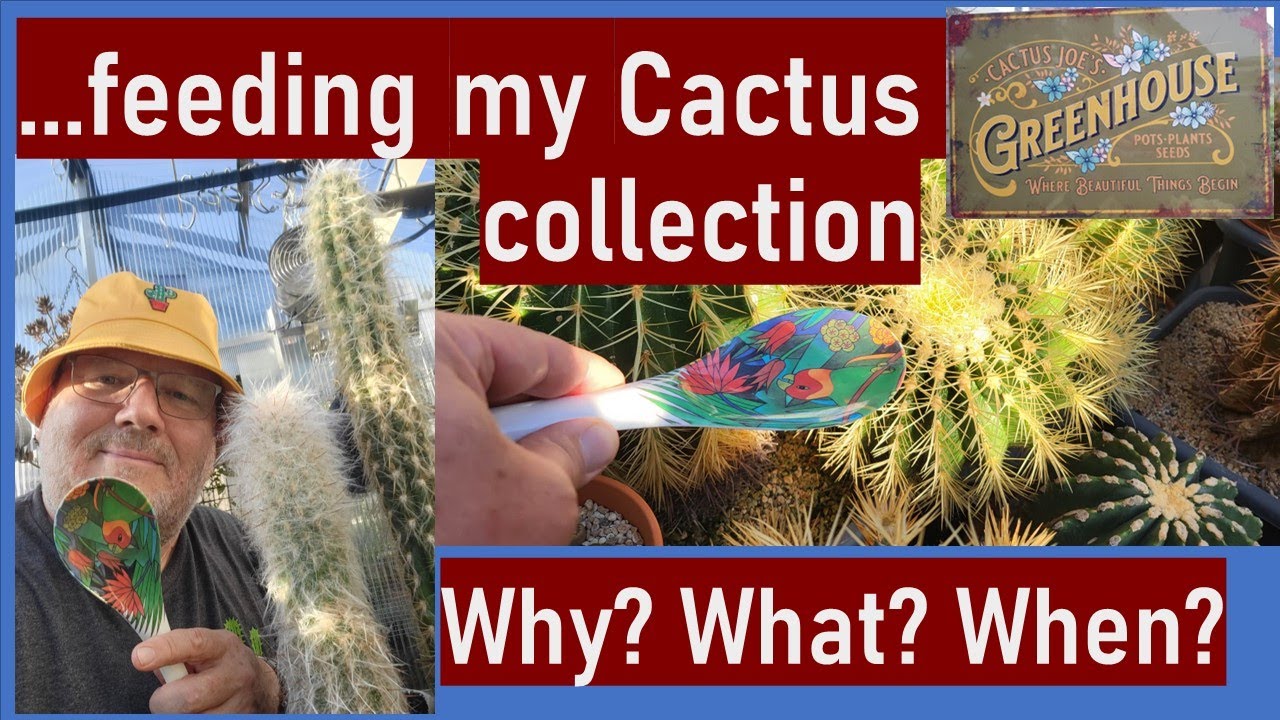 Fertilizing & feeding my cacti and succulents - why, what, how and when? #cacti #cactus #fertilizer