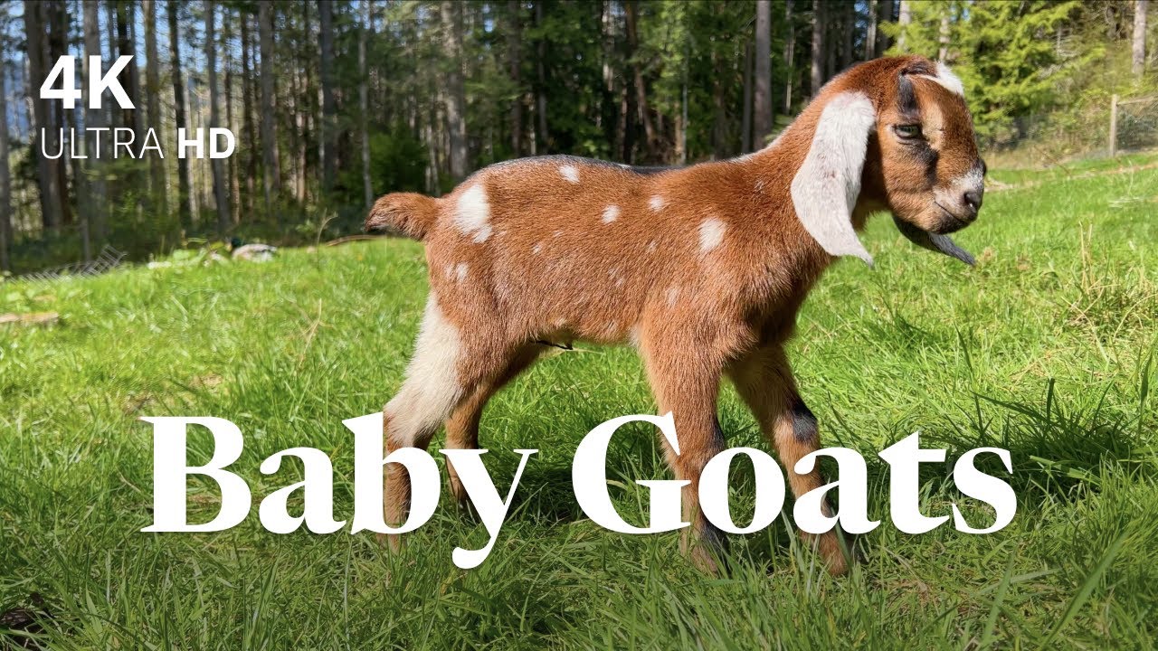 Spring Farm ASMR 🐐 Baby Animals for Stress Relief