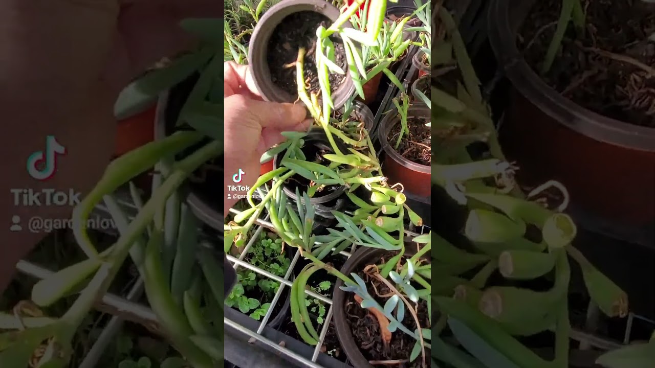 Propagating String of Banana #caligarden #california #socalgardener #fok