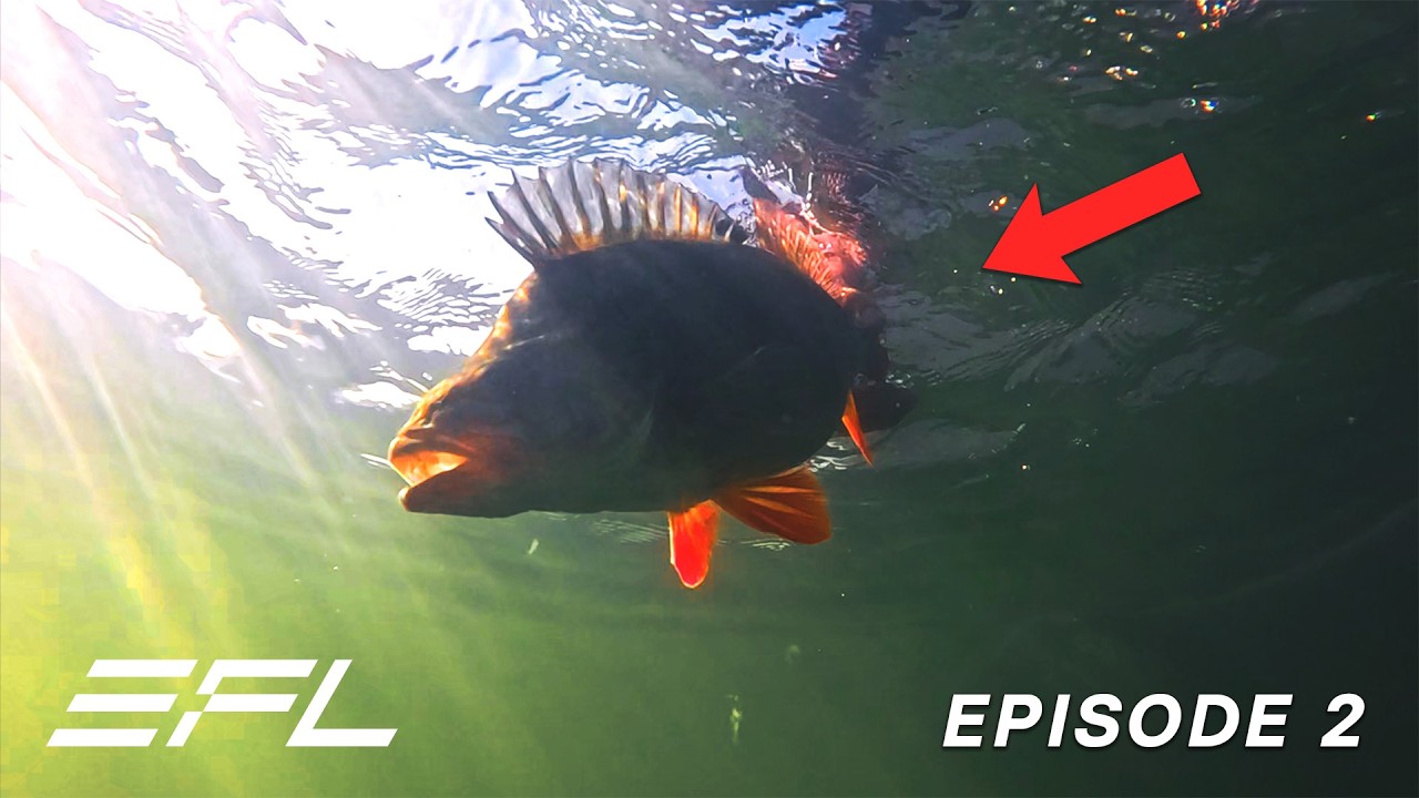 Pushing the limits! (HUGE PERCH!) - EFL 2025 Episode 2