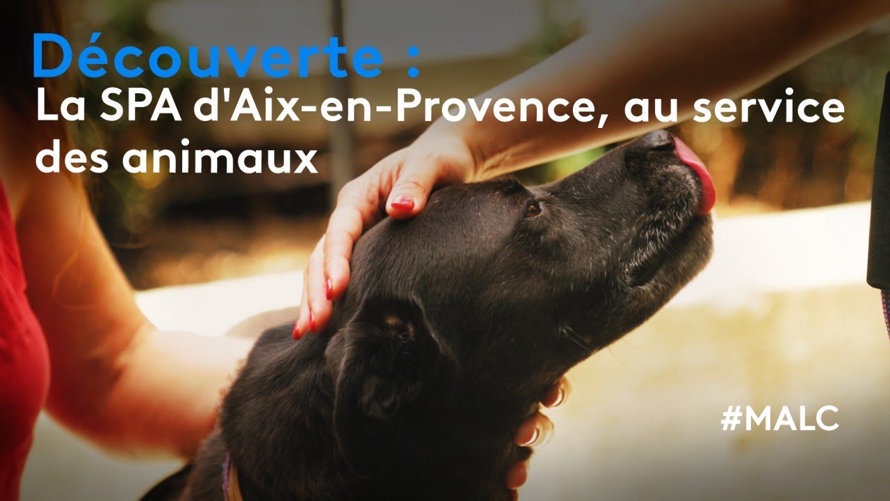 Découverte : la SPA d'Aix-en-Provence, au service des animaux