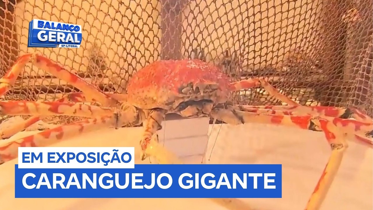 Museu do Mar passa a exibir o maior caranguejo do mundo em Santos (SP)