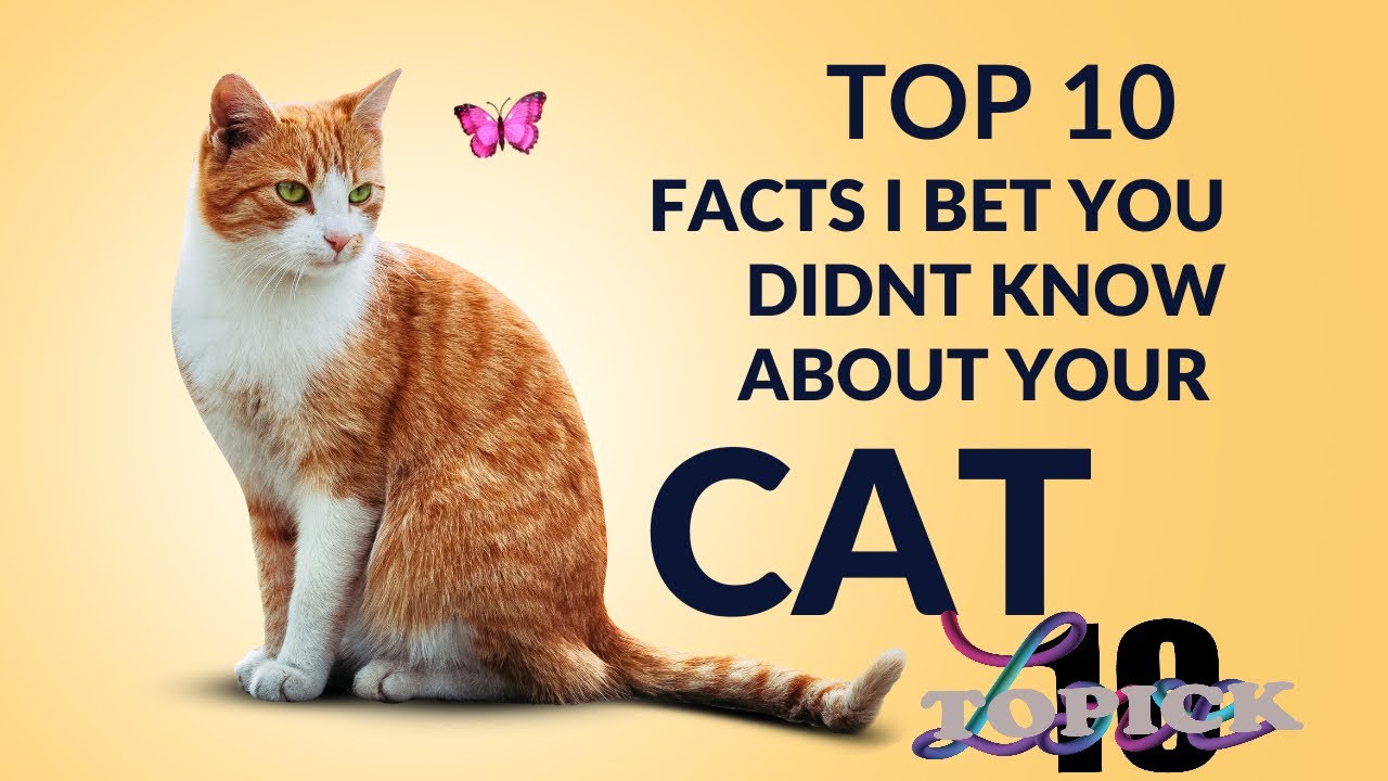 Feline facts: I bet you didn&rsquo;t know these about cats!