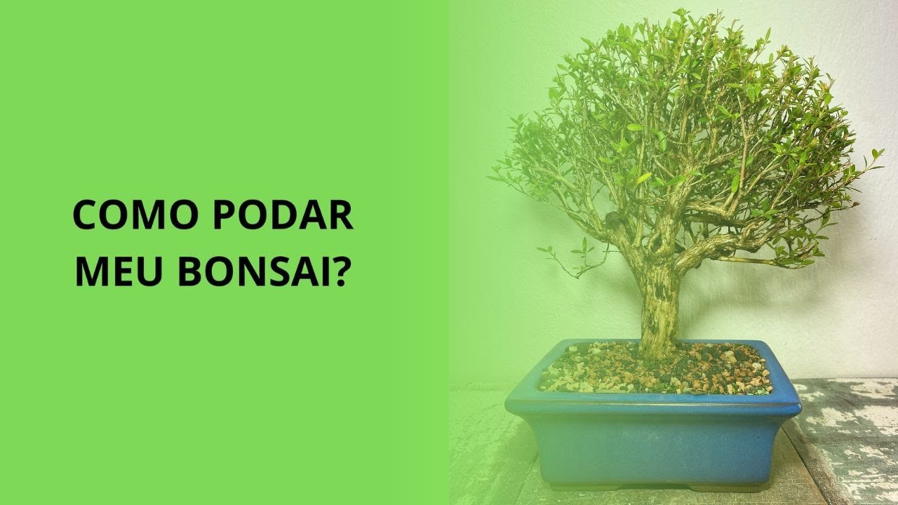 Como Podar Meu Bonsai?