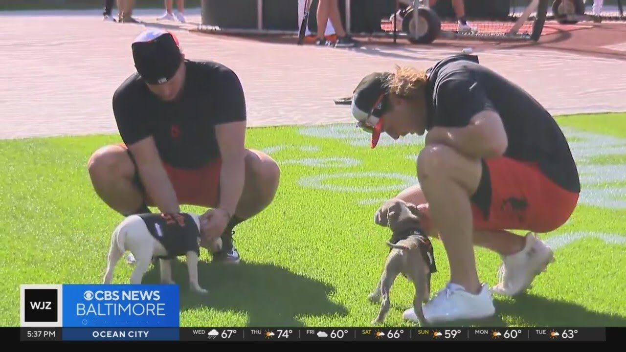 Puppy love! Orioles spend pregame time with BARCS Animal Shelter pups