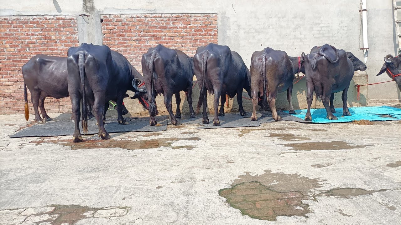 78379-67168,, 7 buffalos for sale village Dhaula Barnala