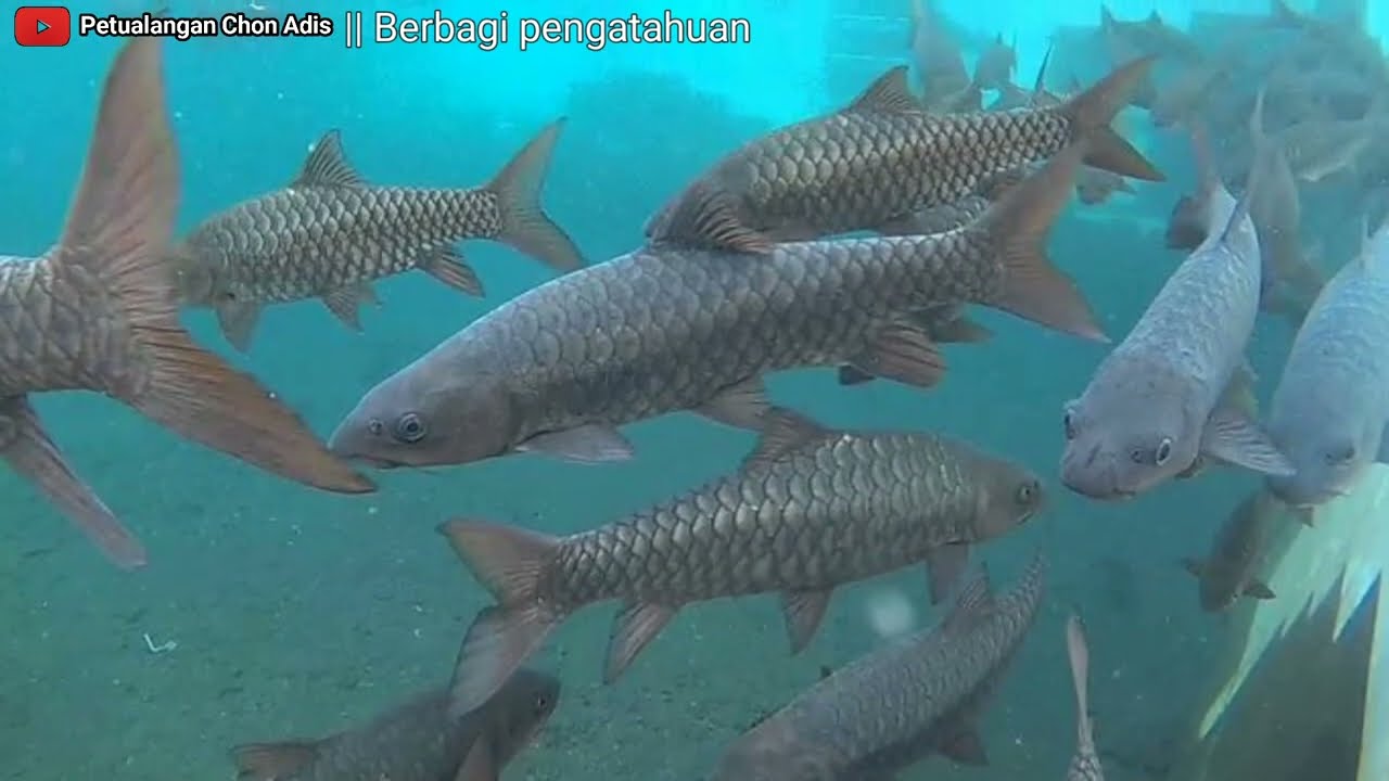 Ikan Masheer/ikan semah