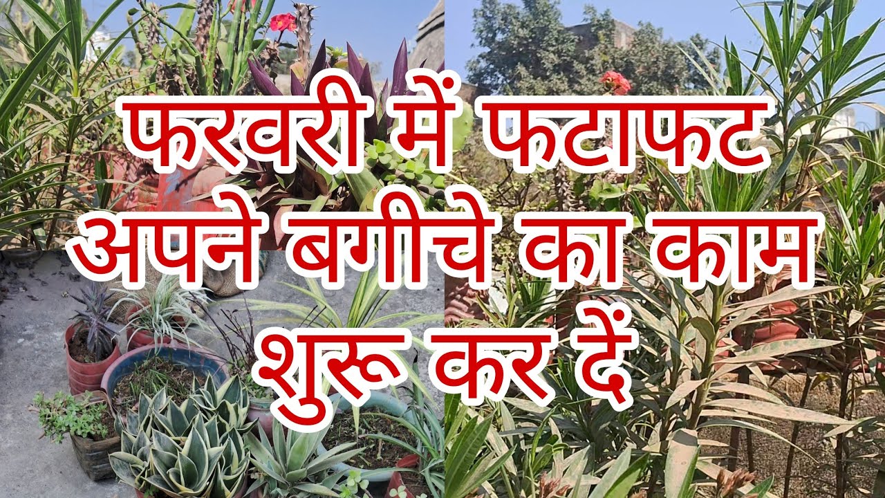 फटाफट फरवरी में अपना बगीचे का काम पूरा कर ले #gardningtips #tarecegardning 