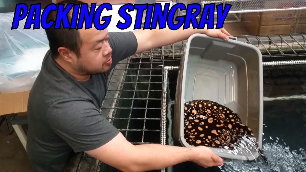 Shipping a stingray today