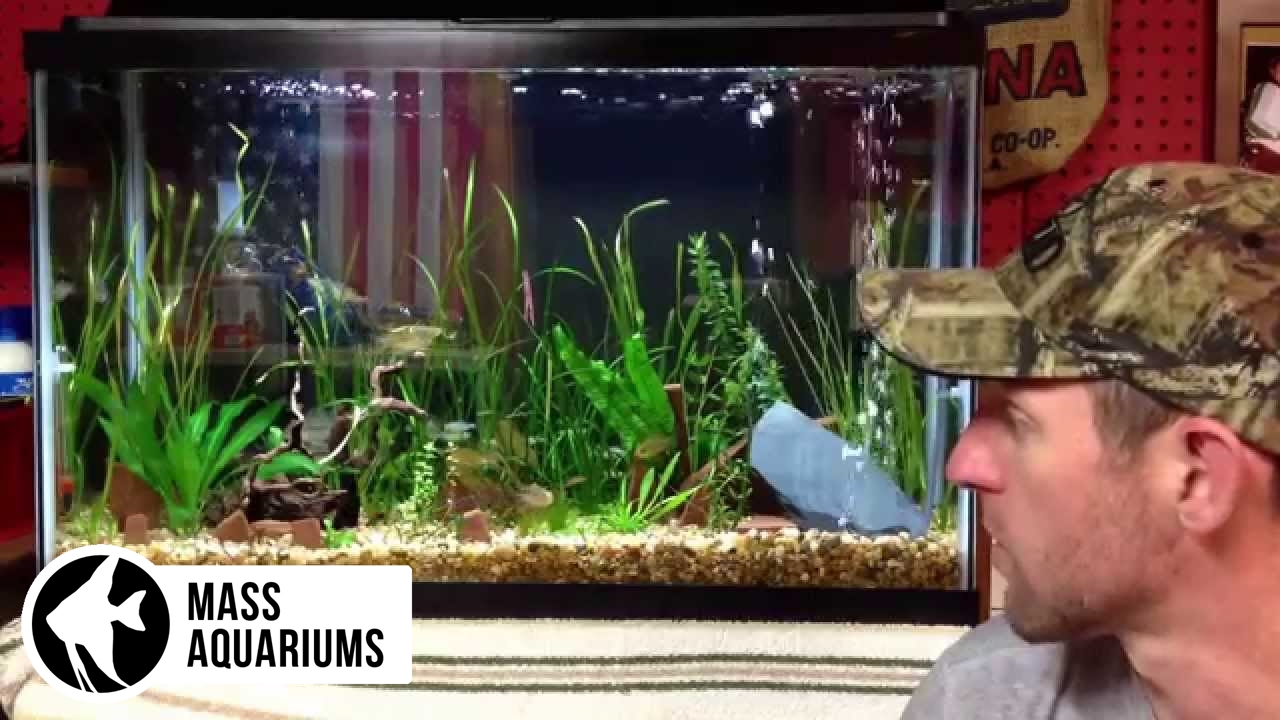 Species Special: Bolivian Ram (Mikrogeophagus Altispinosus)