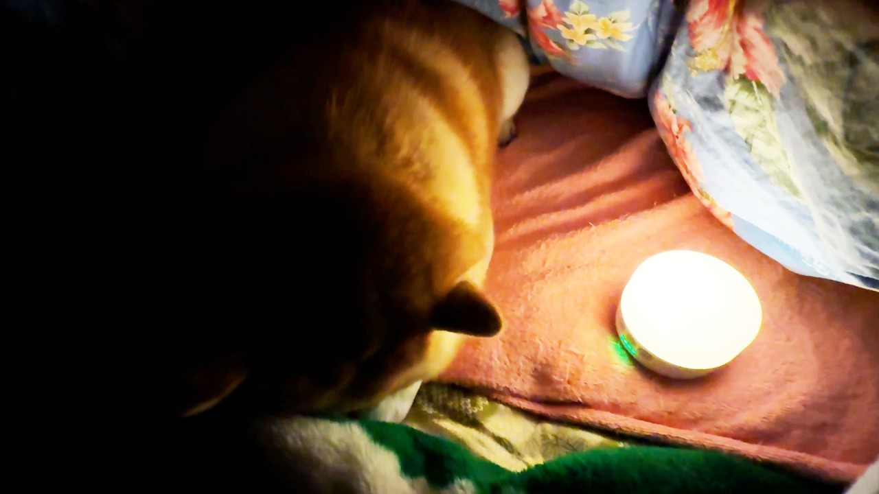 Shibe is invited to a futon camping trip.