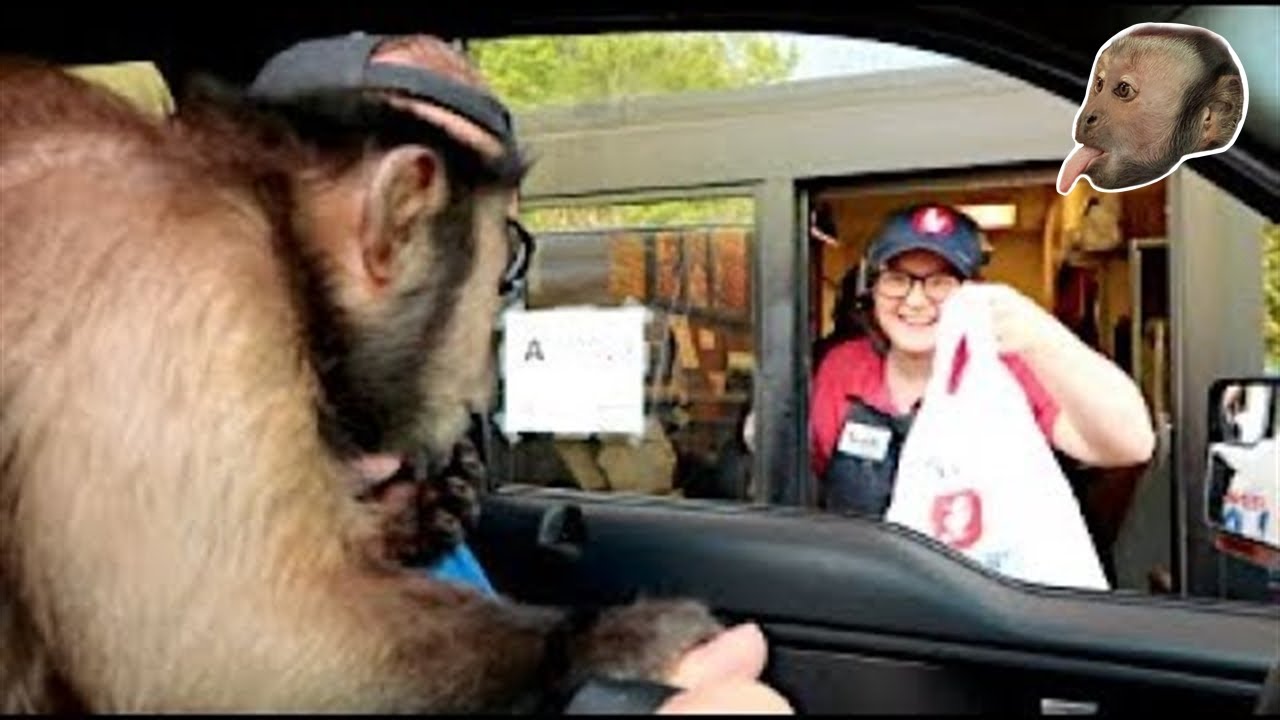 Capuchin Monkey Goes to Zaxby's!