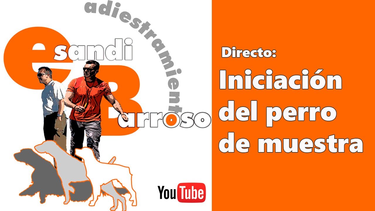 Directo - Iniciación del perro de muestra