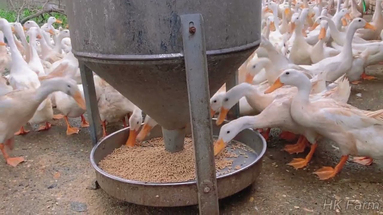 Daily Life at HK Duck Farm | What&rsquo;s the Secret to Massive Egg Production?
