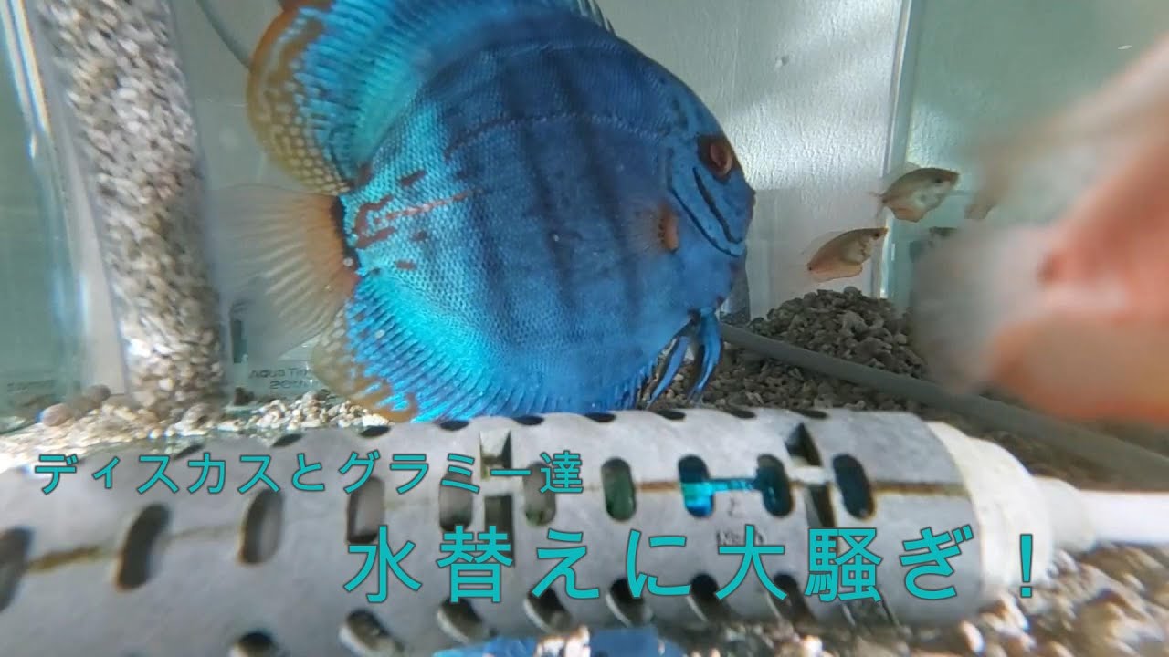 ディスカス水槽の水替え