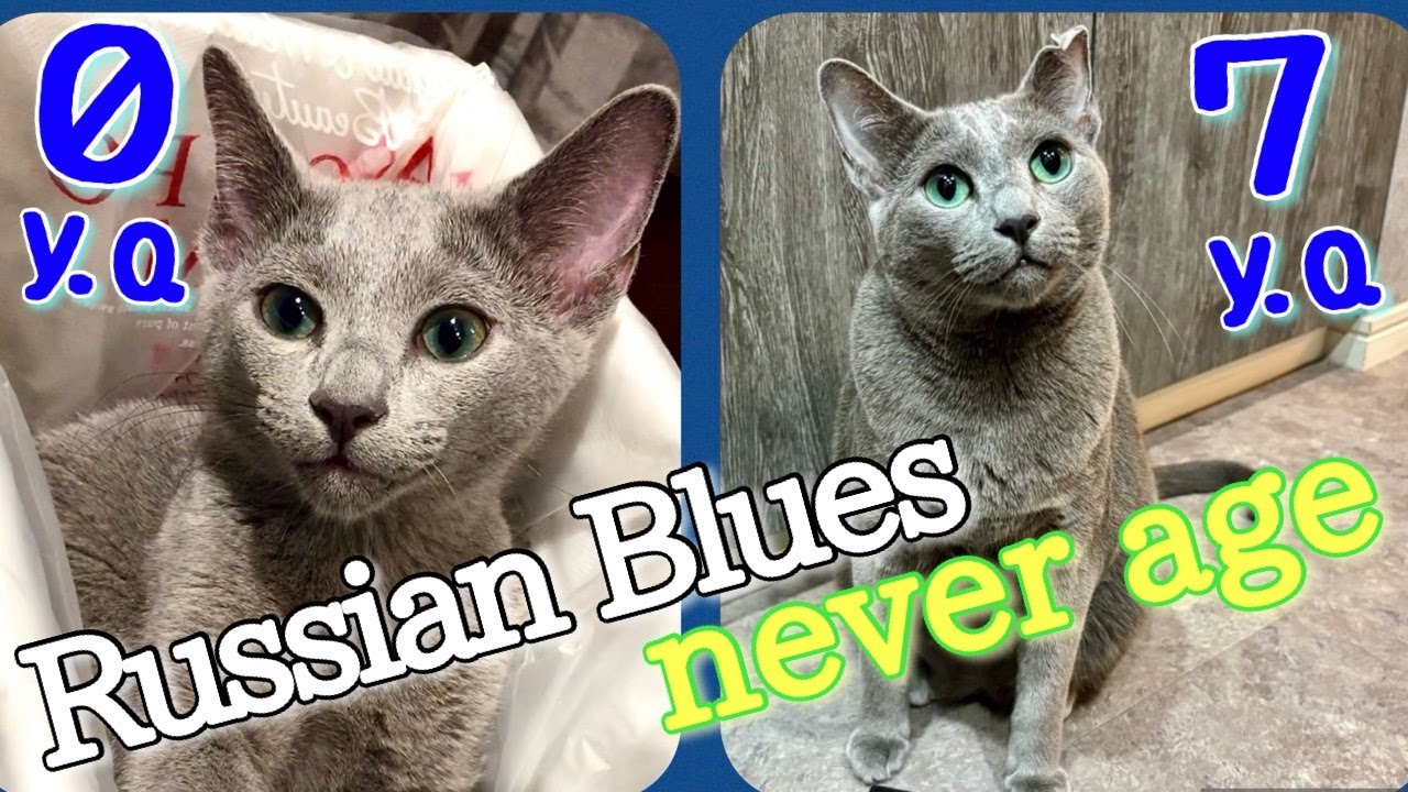 [Russian Blue] The True Personality & Charm I Discovered After 7 Years | Kotetsu cat