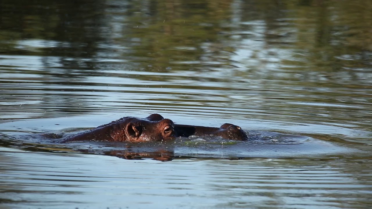 What Sound Does a Hippo Make?