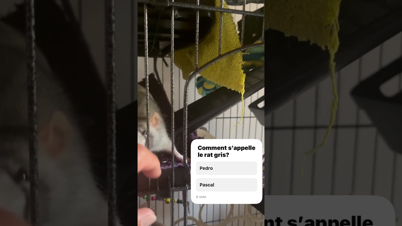 En hommage &agrave; son acteur pr&eacute;f&eacute;r&eacute; ma fille a nomm&eacute; ses  rats Pedro & Pascal. #nac #rat #pedropascal