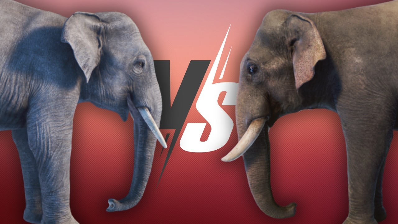 Too Similar? - Indian VS. Bornean Elephant | Planet Zoo Asia Animal Pack