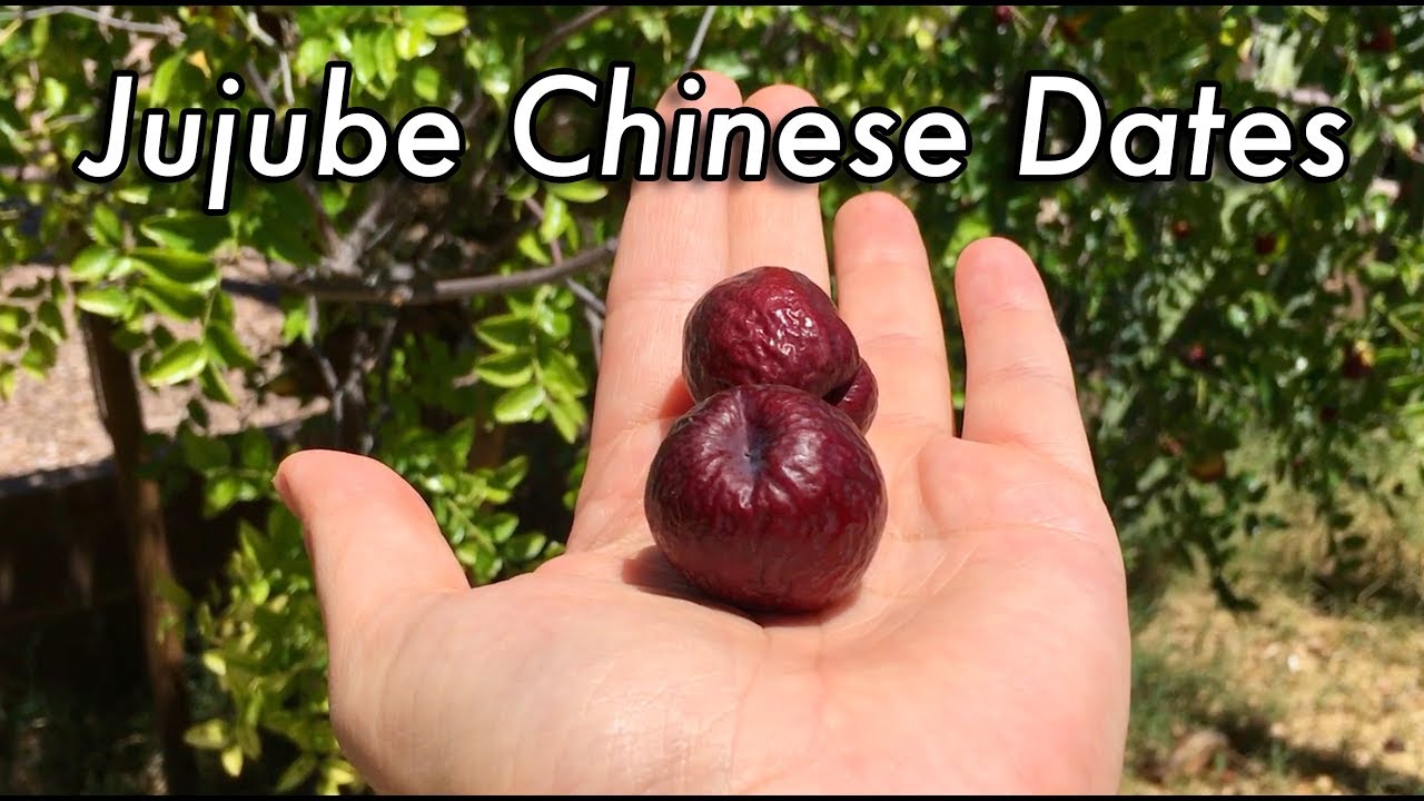 Superfood - Jujube Chinese Dates