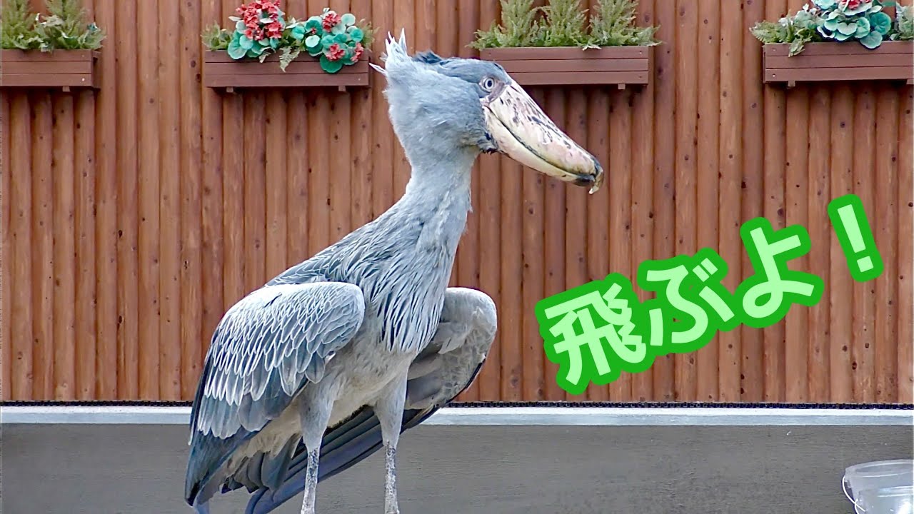 ハシビロコウ　ふたばちゃん　さあ、飛びますよ【掛川花鳥園】Shoebill Futaba-chan Kakegawa Garden 