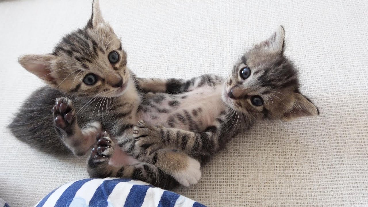 ミルクと離乳食の狭間の子猫達のご飯の様子【ご乱心】