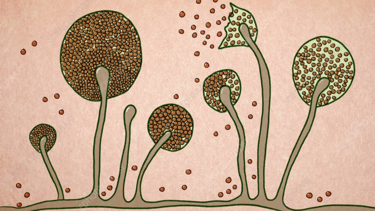 Mucor (Black Fungus) Life Cycle Explained in Hindi | Structure, Reproduction & Diagram