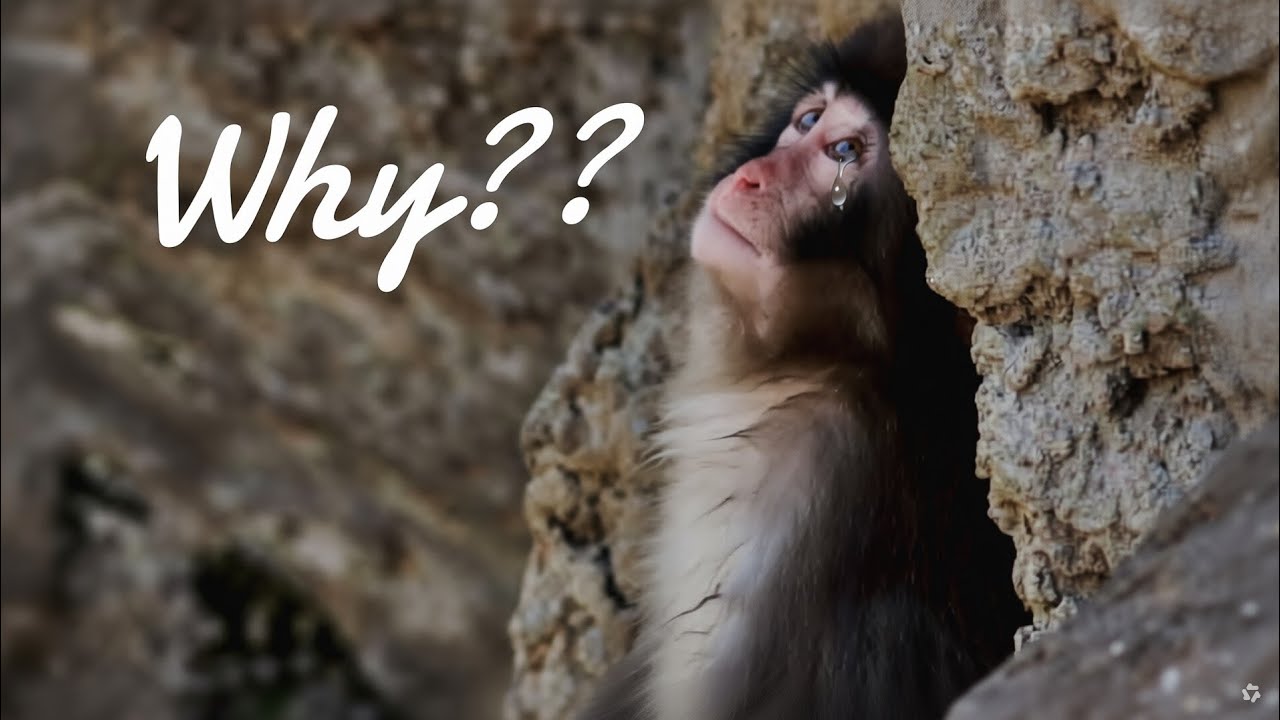 4 Reasons Why Punch Is Still A Target For Aggressive Monkeys At Monkey Mountain Ichikawa Zoo