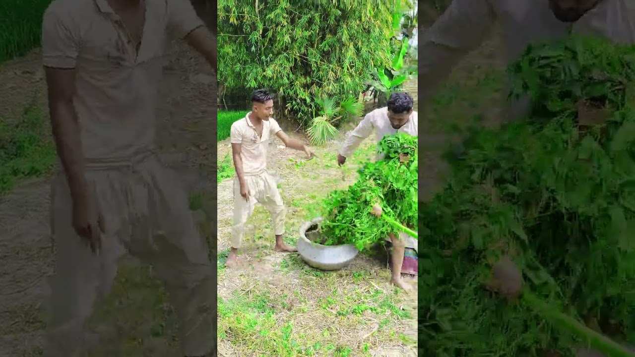 পিছে দেখুন পিচ্চি কি করে 👍👍👍👍👍👍👍👍👍👍🤗🤗🤗🤗🤗🤗🤗🤗