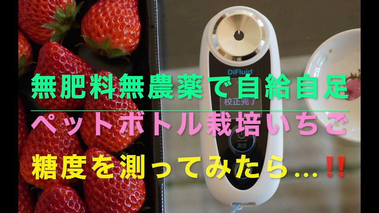 無肥料無農薬で自給自足　ペットボトル🍓いちご栽培　糖度を計ってみたら…‼️ ３種類のいちごを栽培してます。その中の一つサントリー本気野菜甘すぎる！『蜜香』といういちご、本当に甘いのか検証しました！