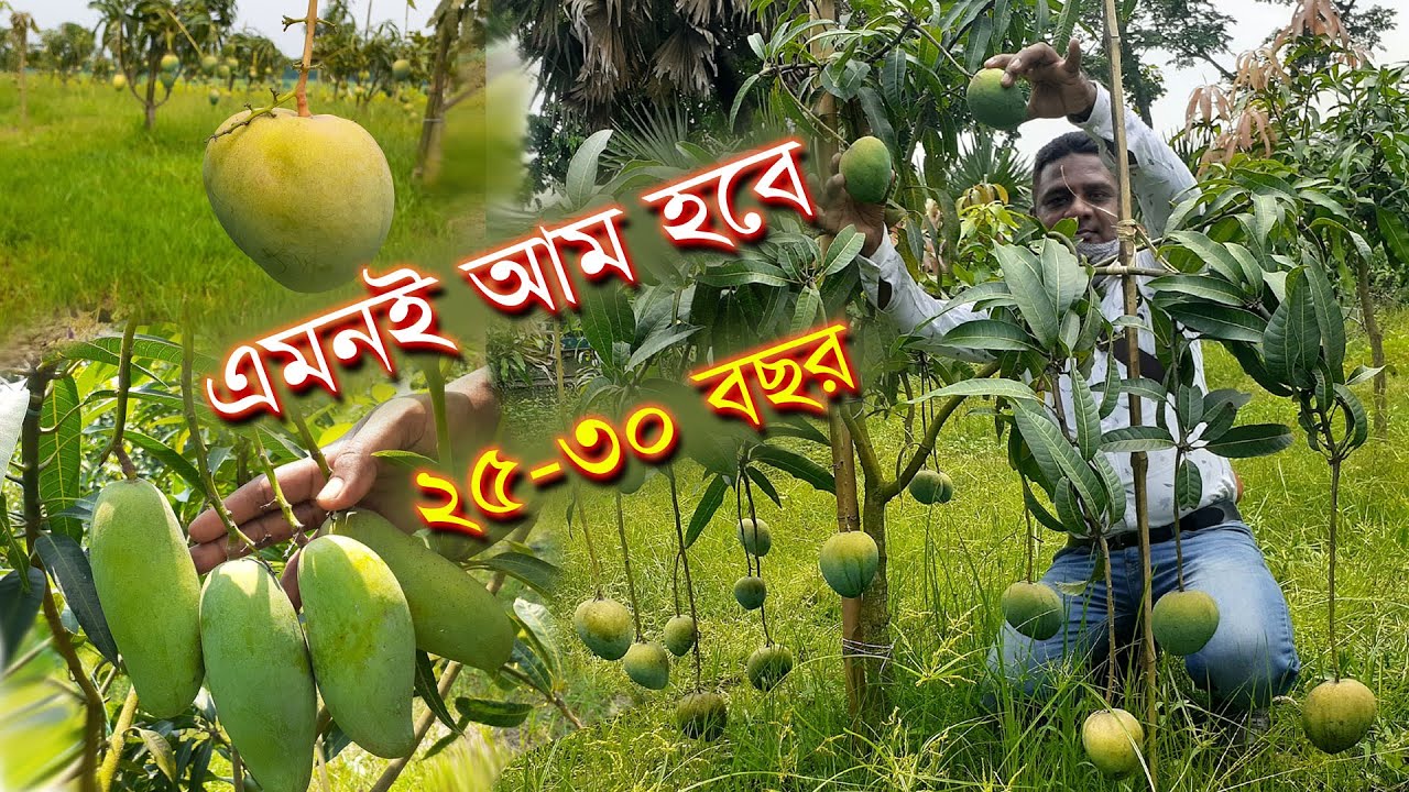হাত দিয়েই পাড়া যাবে আম | আম গাছের নতুন জাত | mango of new variety | ছোট ছোট গাছে আম | Mango tree