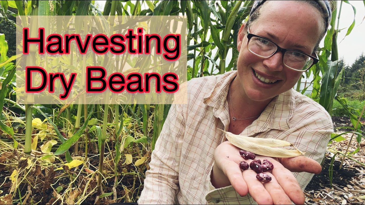When/How to Harvest Dry Beans and How to Dry Them | PNW Zone 8b