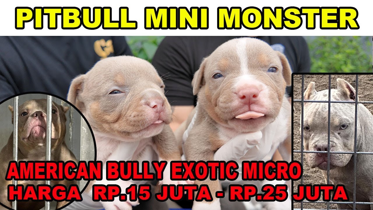 Pitbull Mini Monster Rp.15 Juta - American Bully Exotic Micro