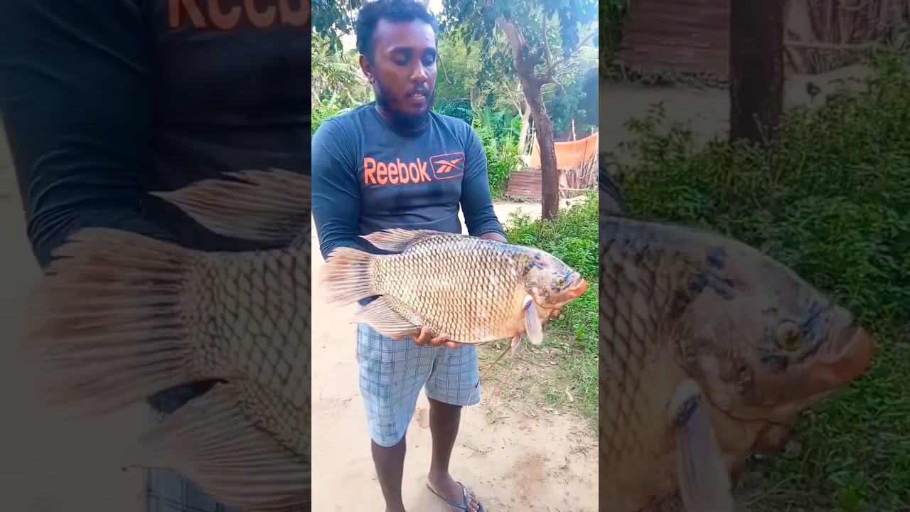 Wow!! Big theppiliya fish🐟🐟🐟