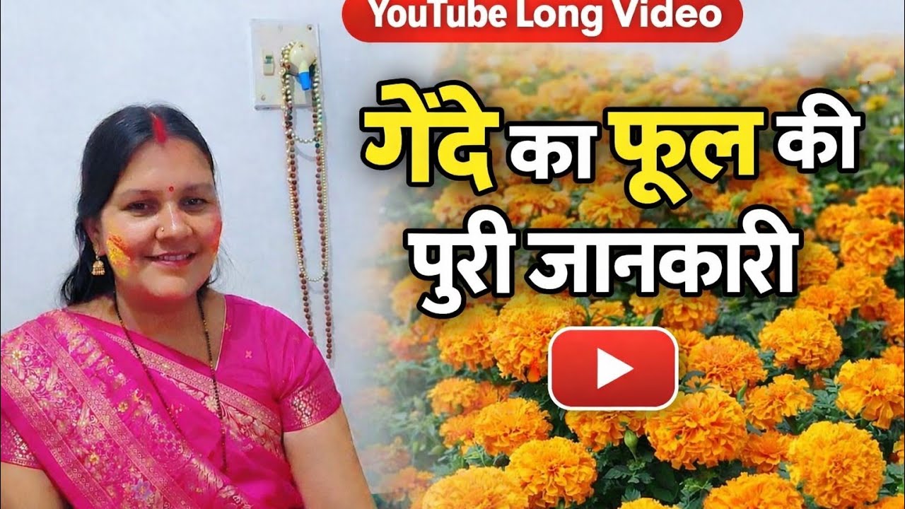 गेंदा फूल के खेती कैसे करे पुरी जानकारी #🌼🌼