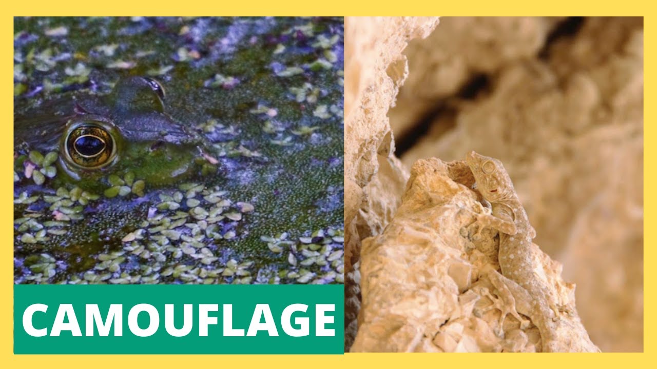 Unlocking Nature's Best Kept Secrets: Animal Camouflage