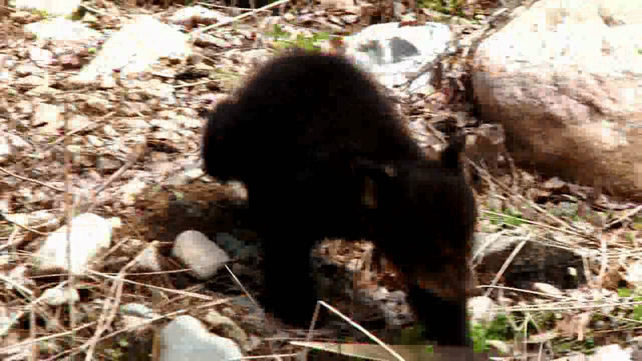 Lily the Black Bear, Hope and Faith - Faith Adventures - May 10, 2011