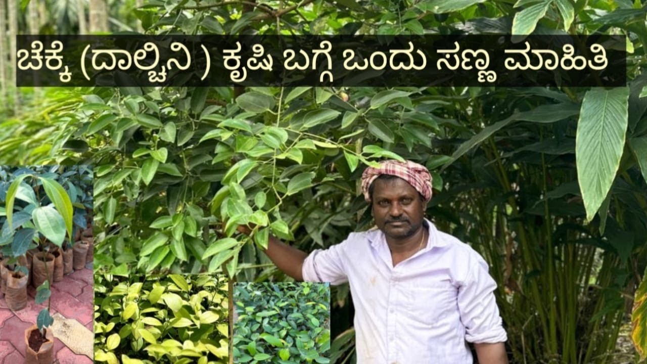 ಎರಡು ವರ್ಷಕ್ಕೆಚೆಕ್ಕೆ ತೆಗೆಯುವ ಸುಲಭವಾದ ವಿದಾನ | ಕಡಿಮೆ ಖರ್ಚಿನ ದಾಲ್ಚಿನ್ನಿ ಕೃಷಿ | 8904797661 | 2024
